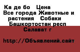 Ка де бо › Цена ­ 25 000 - Все города Животные и растения » Собаки   . Башкортостан респ.,Салават г.